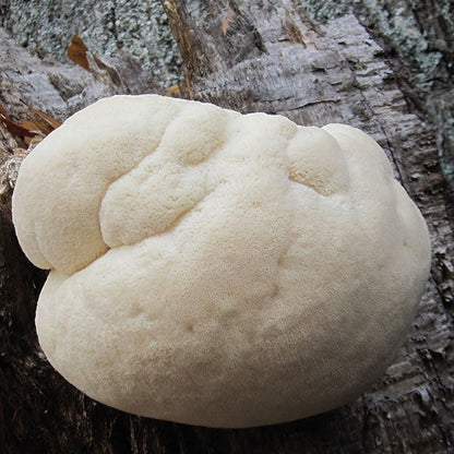 Lions Mane Sawdust Spawn - (Hericium spp.) - 5lb