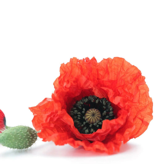 Poppy Seeds - Flanders American Legion