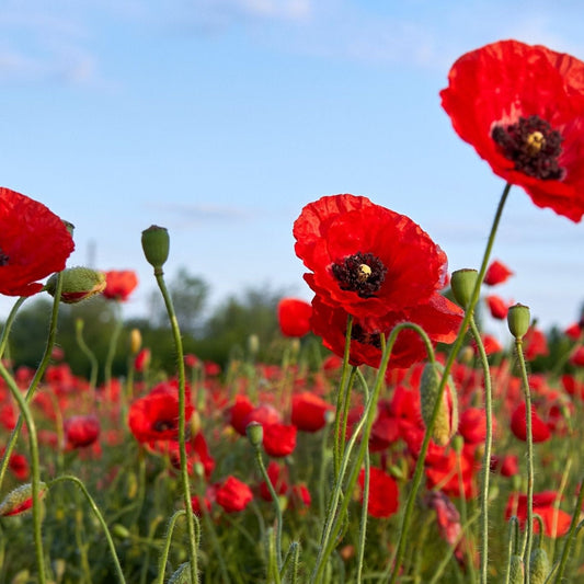 Poppy Seeds - Flanders American Legion