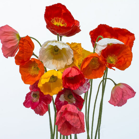 Poppy Seeds - Iceland - Iceland's Finest Poppy