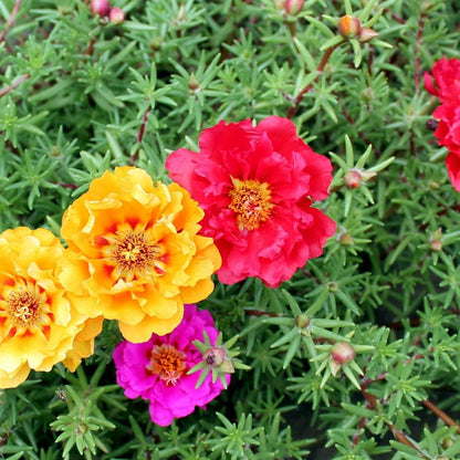 Portulaca Seeds - Double Mixed Colors Portulaca