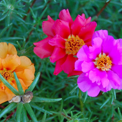 Portulaca Seeds - Double Mixed Colors Portulaca