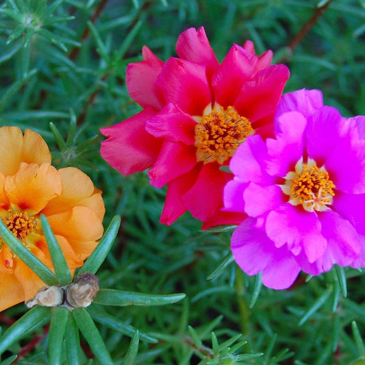 Portulaca Seeds - Double Mixed Colors Portulaca