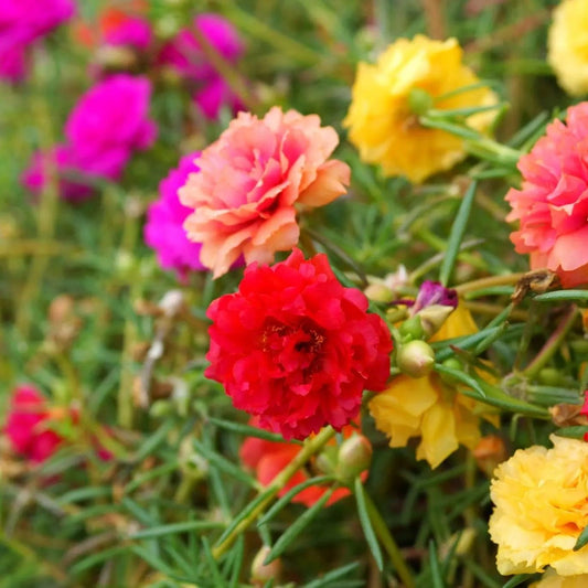 Portulaca Seeds - Double Mixed Colors Portulaca