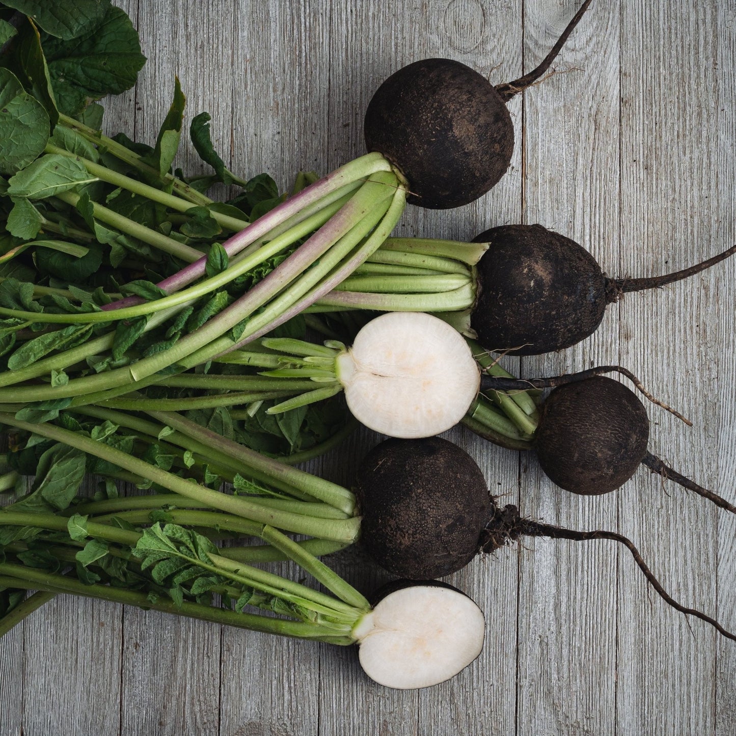 Radish Seeds - Black Spanish