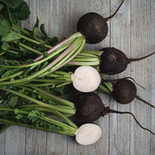 Radish Seeds - Black Spanish