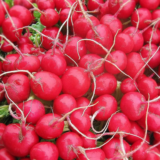 Radish Seeds - Cherry Belle Radish