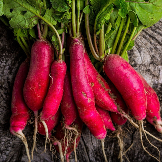 Radish Seeds - China Rose