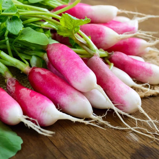 Radish Seeds - French Breakfast