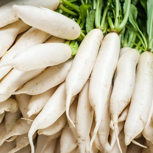 Radish Seeds - Japanese Daikon Minowase Radish