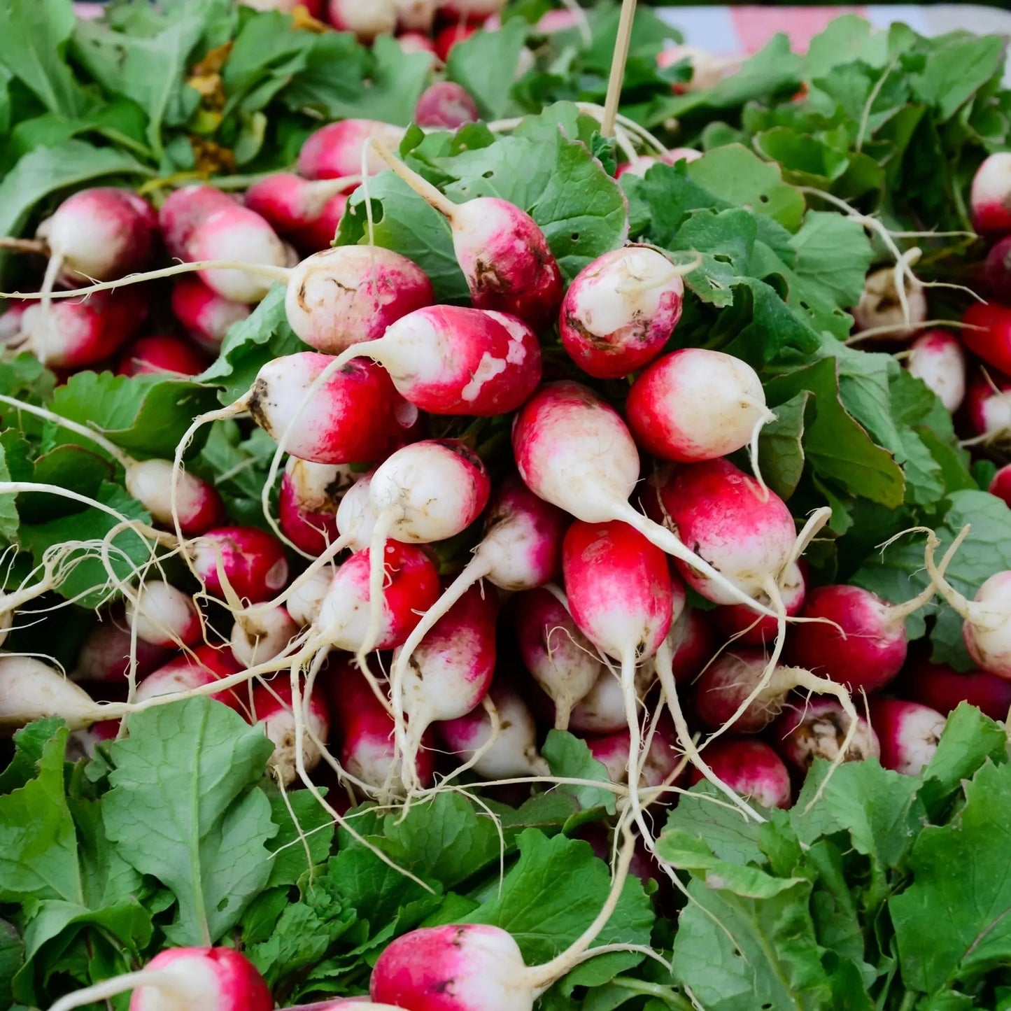 Radish Seeds - Sparkler Radish