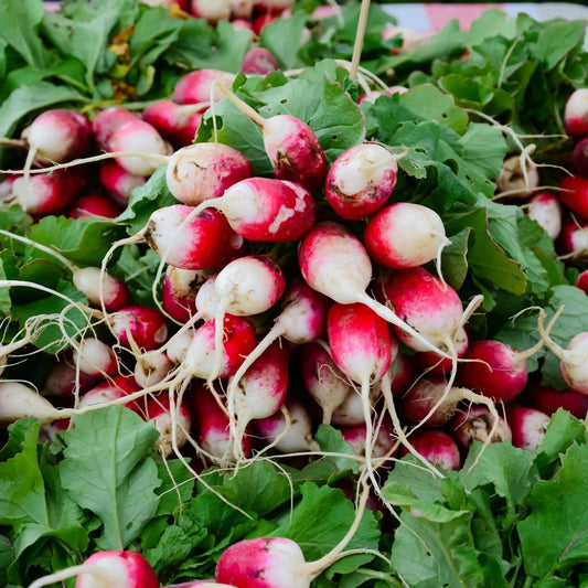 Radish Seeds - Sparkler Radish