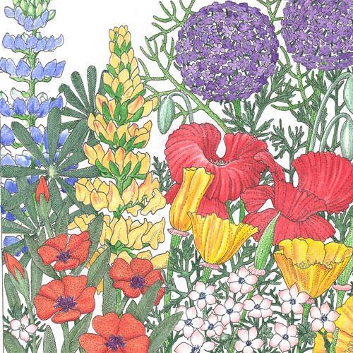 Regional Northwest Wildflower Mix (lb)