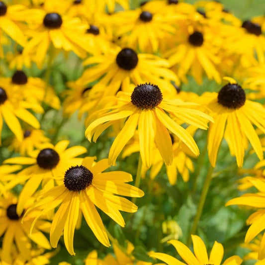 Rudbeckia Seeds - Black Eyed Susan