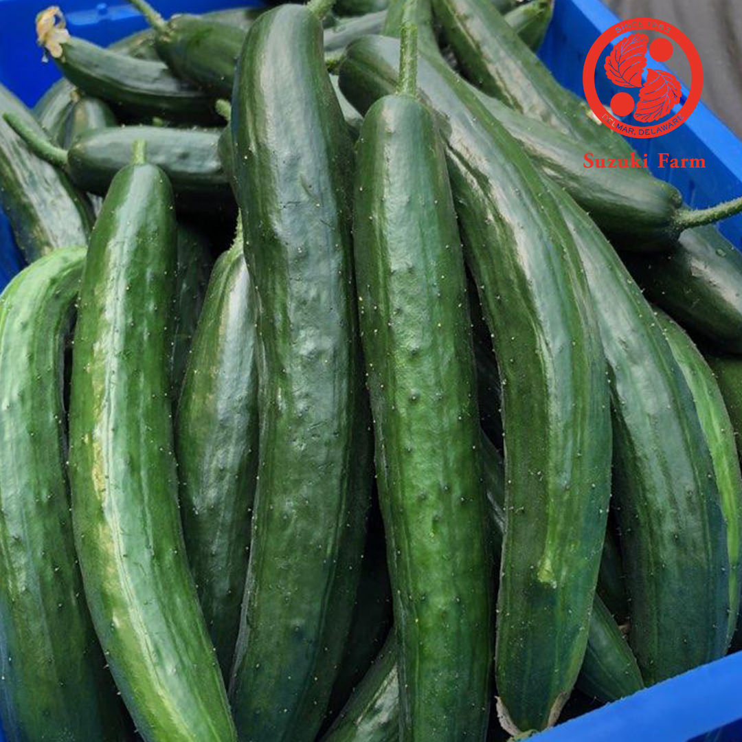 Kyuri (Japanese Cucumber) | Suzuki Farm | 3 pc **+ 2 pc**