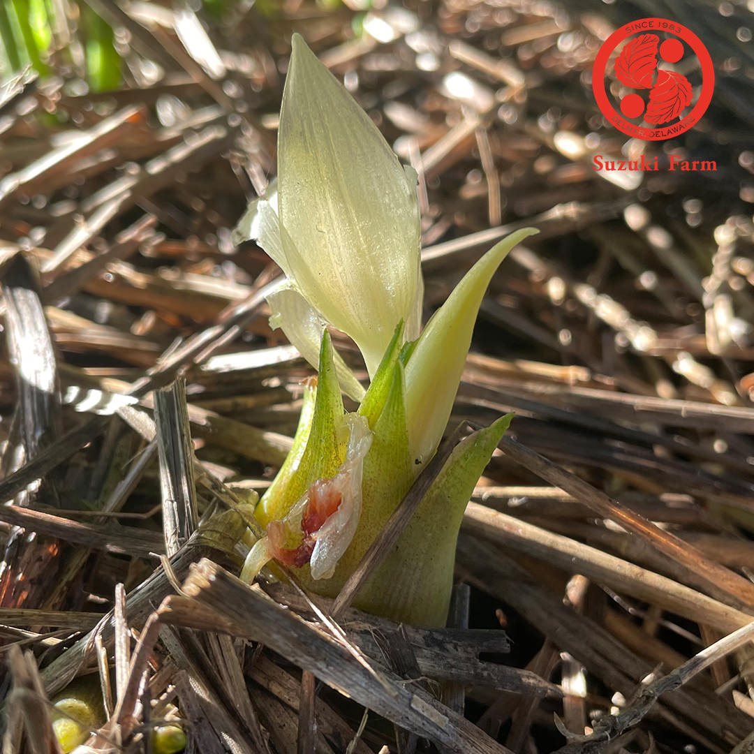 MYOGA Ginger | Suzuki Farm | 1 pack