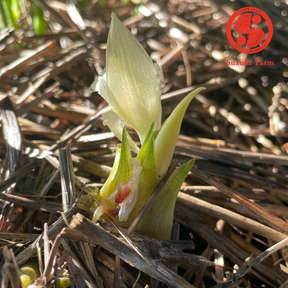 MYOGA Ginger | Suzuki Farm | 1 pack
