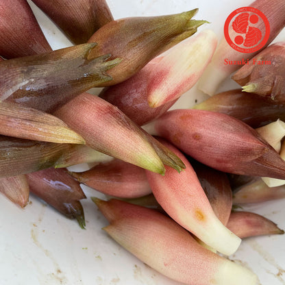 MYOGA Ginger | Suzuki Farm | 1 pack