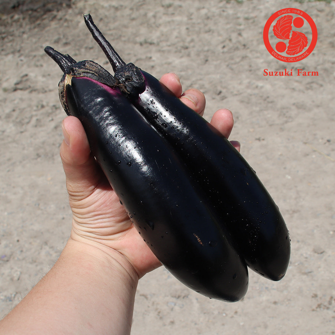 NASU Eggplant | Suzuki Farm | 3 pc "+ 2 pc EXTRA!"