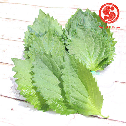 Green SHISO Leaf (OHBA, Perilla) | Suzuki Farm | 20 leaves