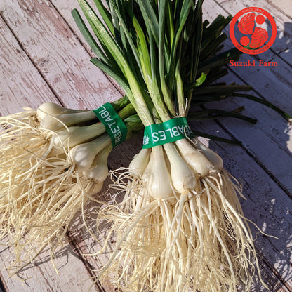 RAKKYO, Scallion for pickles  | Suzuki Farm | 1 bunch
