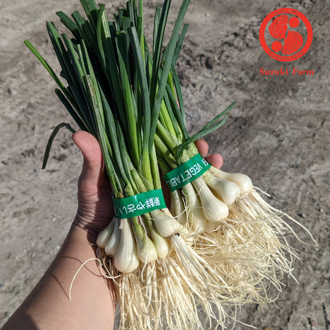 RAKKYO, Scallion for pickles  | Suzuki Farm | 1 bunch