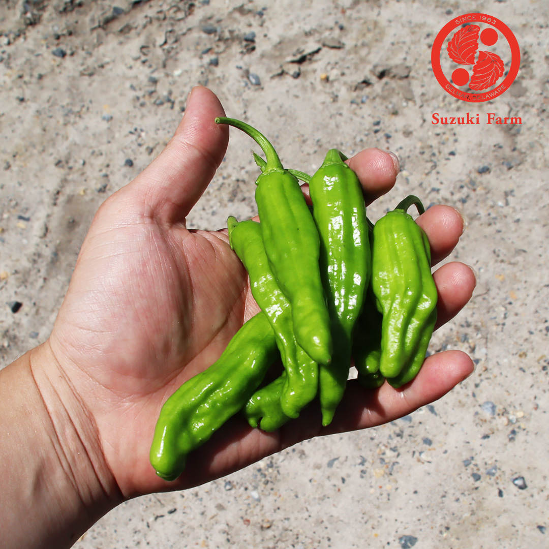 Shishito Pepper | Suzuki Farm | 0.35lb