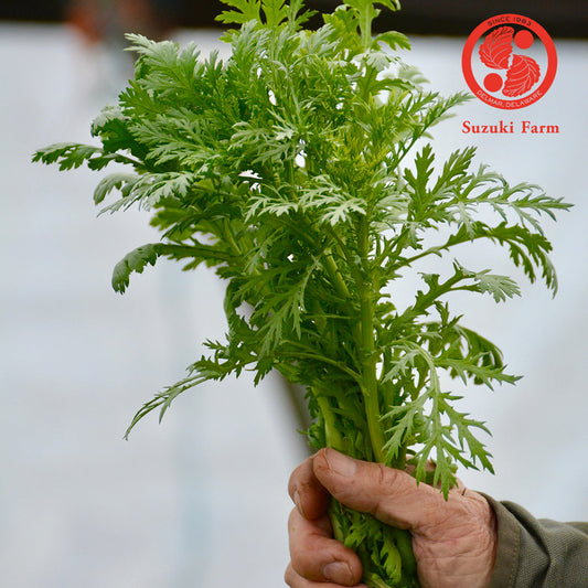 SHUNGIKU Chrysanthemum Greens | Suzuki Farm | 1 bunch
