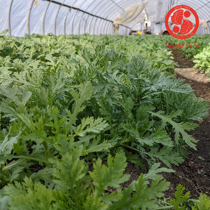 SHUNGIKU Chrysanthemum Greens | Suzuki Farm | 1 bunch