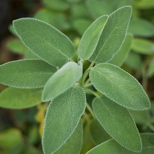 Sage Seeds - Broadleaf Sage