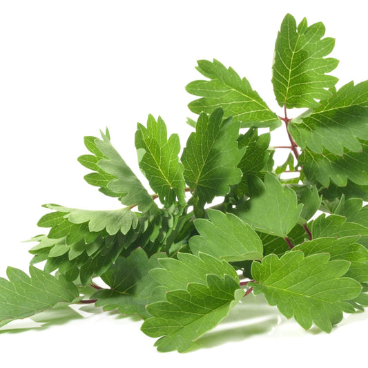Salad Burnet Seeds