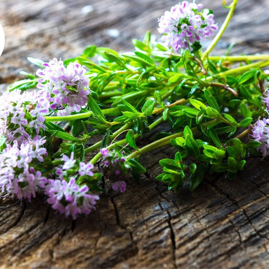 Savory Seeds - Summer Savory