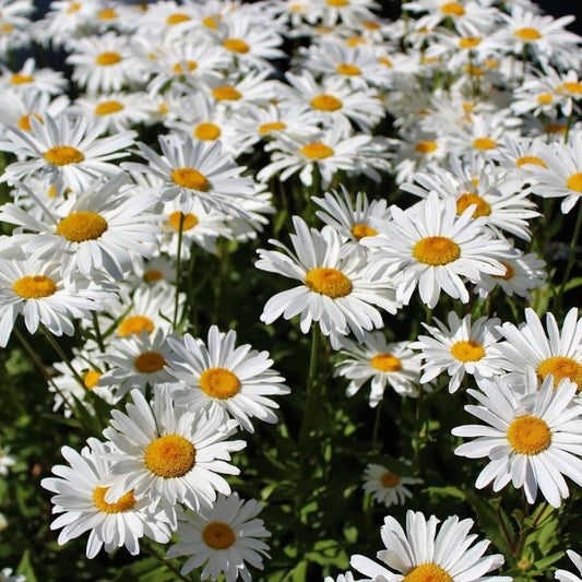 Shasta Daisy Seeds - Alaska Shasta Daisy