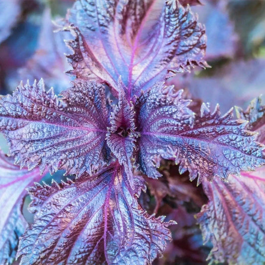 Shiso Seeds - Murasakino