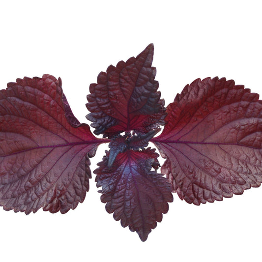 Shiso Seeds - Murasakino
