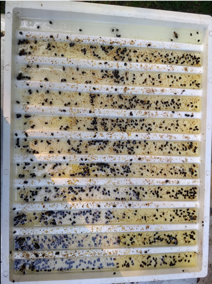 Small Hive Beetle Oil Pan Trap