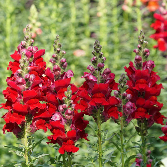 Defiance Snapdragon