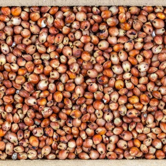 Sorghum Seeds - Martin Milo
