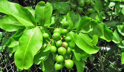 Mamoncillo Tree from Seedling, Spanish Lime