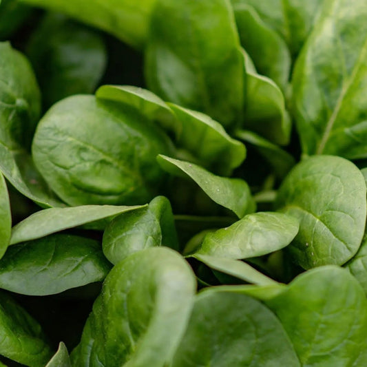 Spinach Seeds - America