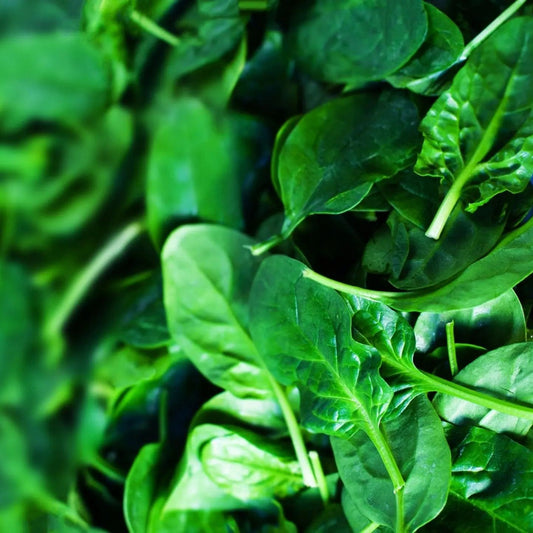 Spinach Seeds - Bloomsdale Spinach