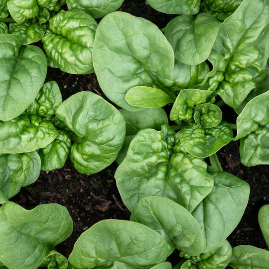 Spinach Seeds - Bloomsdale Spinach