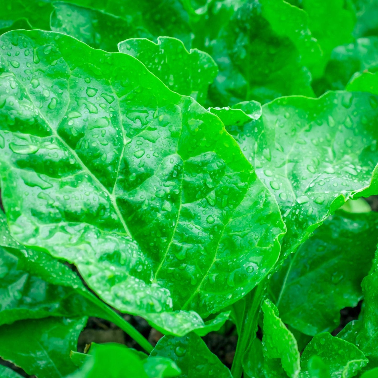 Spinach Seeds - Giant Noble