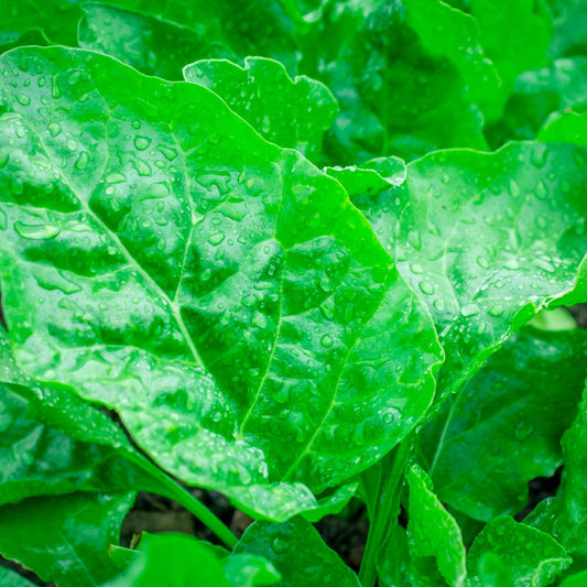 Spinach Seeds - Giant Noble
