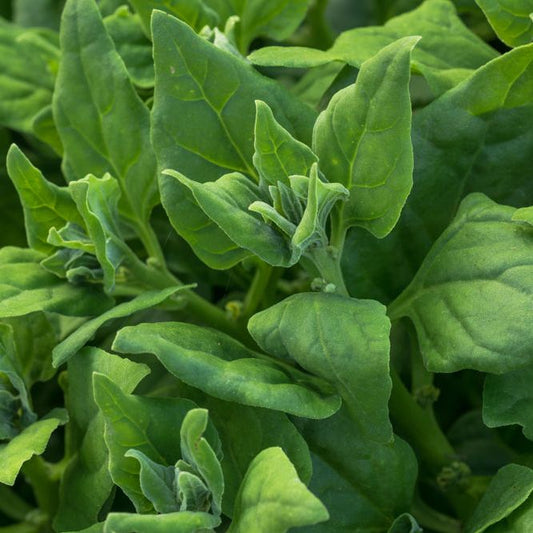 Spinach Seeds - New Zealand