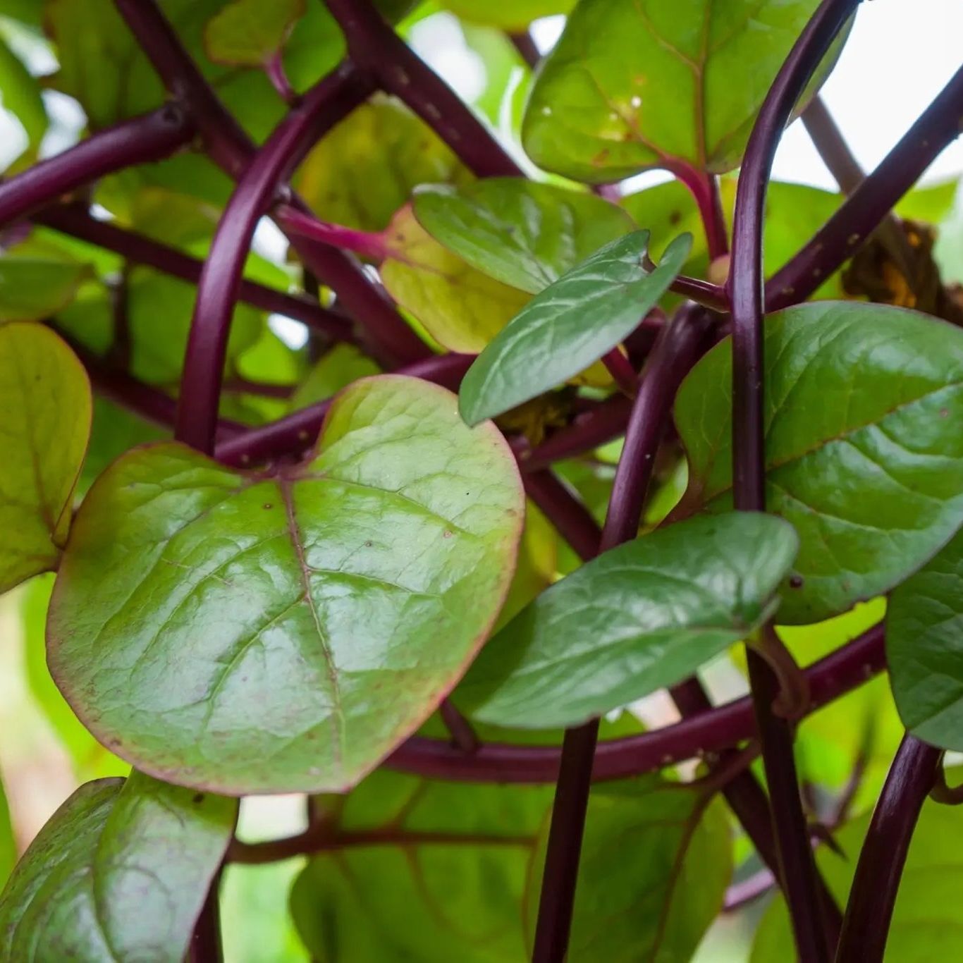 Spinach Seeds - Red Malabar