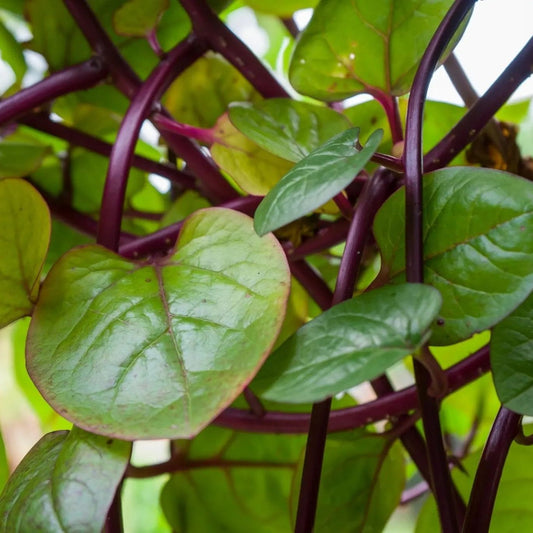 Spinach Seeds - Red Malabar