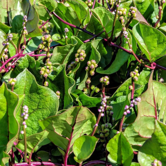 Spinach Seeds - Red Malabar