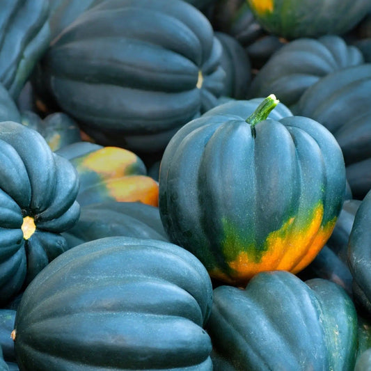 Squash Seeds - Winter - Vining - Acorn Table Queen