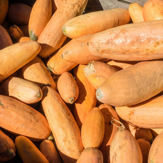 Squash Seeds - Winter - Vining - Cherokee Candy Roaster